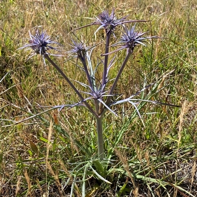 Eryngium ovinum (Blue Devil) at Bungendore, NSW - 3 Dec 2025 by SteveBorkowskis