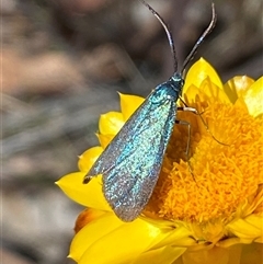 Pollanisus (genus) (A Forester Moth) at Bungendore, NSW - Yesterday by SteveBorkowskis
