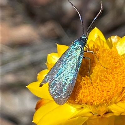 Pollanisus (genus) (A Forester Moth) at Bungendore, NSW - Yesterday by SteveBorkowskis