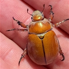 Anoplognathus hirsutus (Hirsute Christmas beetle) at Bungendore, NSW - Yesterday by SteveBorkowskis
