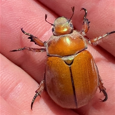 Anoplognathus hirsutus (Hirsute Christmas beetle) at Bungendore, NSW - Yesterday by SteveBorkowskis