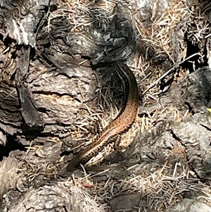 Unverified Reptile or Frog at Merimbula, NSW - Yesterday by Jennybach