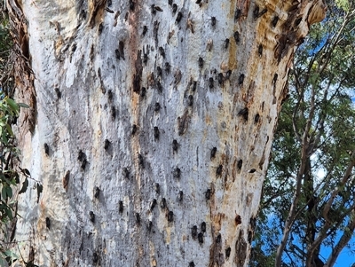 Psaltoda moerens (Redeye cicada) at Whitlam, ACT - 2 Dec 2025 by JustinHurleyLey