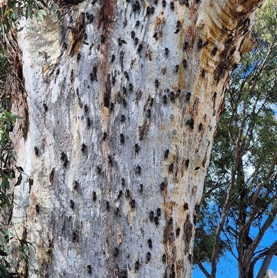 Psaltoda moerens (Redeye cicada) at Whitlam, ACT - 2 Dec 2025 by JustinHurleyLey