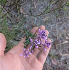 Comesperma ericinum (Heath Milkwort) at Bywong, NSW - 3 Dec 2025 by WalterEgo