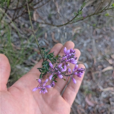 Comesperma ericinum (Heath Milkwort) at Bywong, NSW - 3 Dec 2025 by WalterEgo