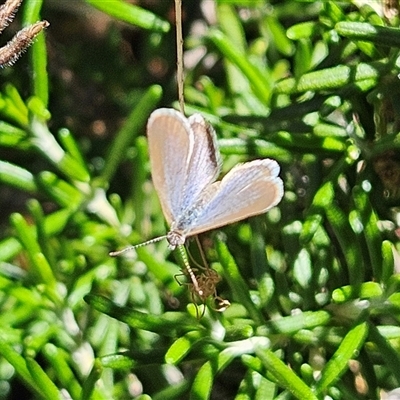 Zizina otis (Common Grass-Blue) at Fyshwick, ACT - Yesterday by MatthewFrawley