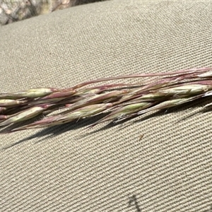 Unverified Grass at Bruce, ACT - Yesterday by KMcCue