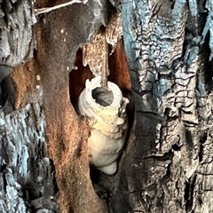 Unverified Insect at Bruce, ACT - 3 Dec 2025 by KMcCue