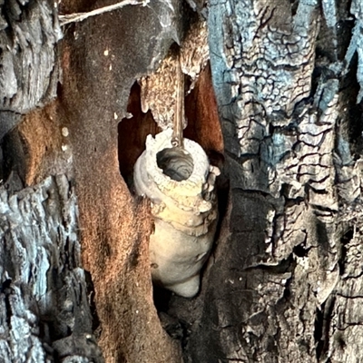 Unverified Insect at Bruce, ACT - 3 Dec 2025 by KMcCue