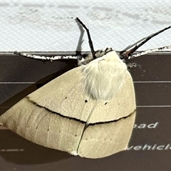 Gastrophora henricaria (Fallen-bark Looper, Beautiful Leaf Moth) at Bruce, ACT - Yesterday by KMcCue