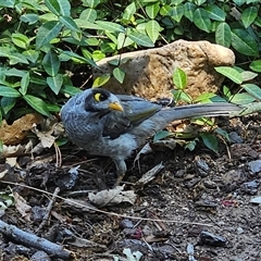 Manorina melanocephala at Fyshwick, ACT - Yesterday by MatthewFrawley
