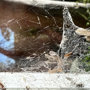 Termitoidae (informal group) at Aranda, ACT - Yesterday by KMcCue