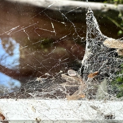 Termitoidae (informal group) at Aranda, ACT - 3 Dec 2025 by KMcCue
