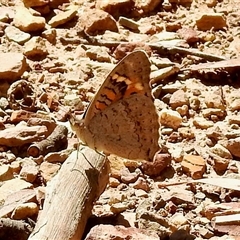 Vanessa kershawi (Australian Painted Lady) at Bruce, ACT - 3 Dec 2025 by KMcCue