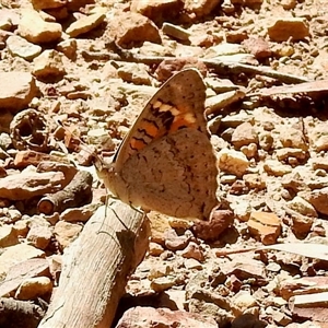 Vanessa kershawi (Australian Painted Lady) at Bruce, ACT - Yesterday by KMcCue