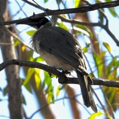 Philemon corniculatus at Bruce, ACT - Yesterday by KMcCue