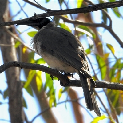Philemon corniculatus at Bruce, ACT - Yesterday by KMcCue