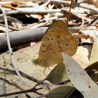 Heteronympha merope (Common Brown Butterfly) at Bruce, ACT - 3 Dec 2025 by KMcCue