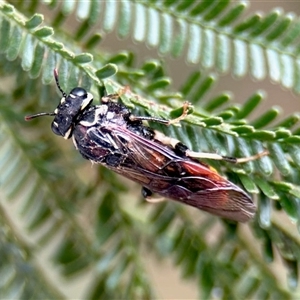 Pergagrapta sp. (genus) at Aranda, ACT - 2 Dec 2025 by KMcCue