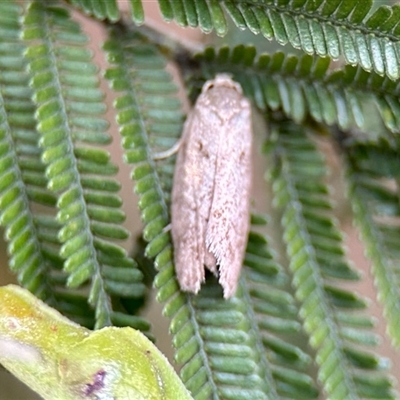 Philobota philostaura at Aranda, ACT - 2 Dec 2025 by KMcCue