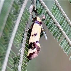 Olbonoma triptycha (Chezela Group) at Aranda, ACT - 2 Dec 2025 by KMcCue