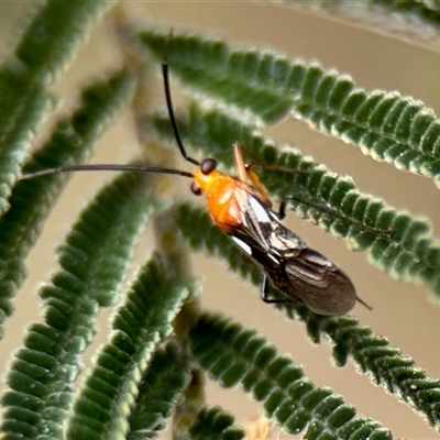 Unverified Beetle (Coleoptera) at Aranda, ACT - 2 Dec 2025 by KMcCue