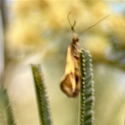 Isomoralla pyrrhoptera (A concealer moth) at Aranda, ACT - 2 Dec 2025 by KMcCue
