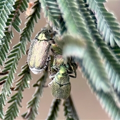 Diphucephala sp. (genus) (Green Scarab Beetle) at Aranda, ACT - 2 Dec 2025 by KMcCue