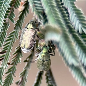 Diphucephala sp. (genus) (Green Scarab Beetle) at Aranda, ACT - 2 Dec 2025 by KMcCue