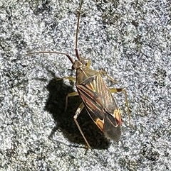 Unverified Other true bug at Reid, ACT - 25 Nov 2025 by Pirom