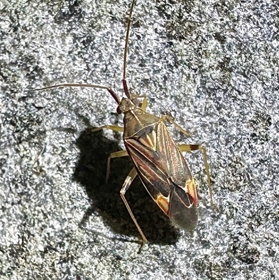 Unverified Other true bug at Reid, ACT - 25 Nov 2025 by Pirom