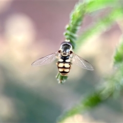 Unverified Hover fly (Syrphidae) at Aranda, ACT - 2 Dec 2025 by KMcCue