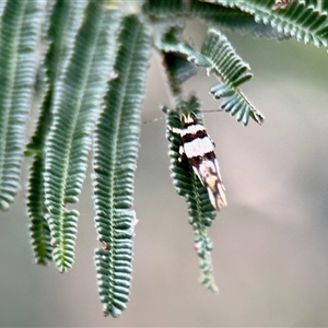 Macrobathra desmotoma at Aranda, ACT - 2 Dec 2025 by KMcCue