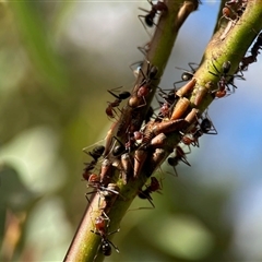 Unverified Leafhopper or planthopper (Hemiptera, several families) at Aranda, ACT - 2 Dec 2025 by KMcCue