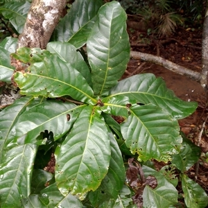 Ristantia pachysperma at Cape Tribulation, QLD - 22 Jun 2023 by JasonPStewart
