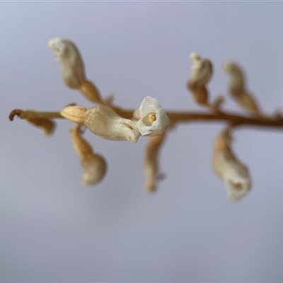 Gastrodia sesamoides (Cinnamon Bells) at Aranda, ACT - 2 Dec 2025 by KMcCue