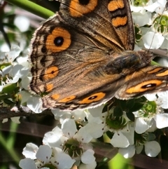 Junonia villida (Meadow Argus) at Gundaroo, NSW - 2 Dec 2025 by Gunyijan