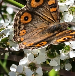 Heteronympha merope at Gundaroo, NSW - 2 Dec 2025 by Gunyijan