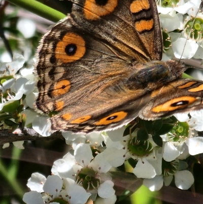 Junonia villida (Meadow Argus) at Gundaroo, NSW - 2 Dec 2025 by Gunyijan