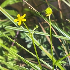 Ranunculus scapiger at Harolds Cross, NSW - 3 Dec 2025 by JaneR