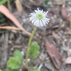 Lagenophora stipitata at Harolds Cross, NSW - Yesterday by JaneR