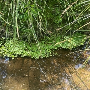 Callitriche stagnalis (Common Starwort) at Harolds Cross, NSW - Yesterday by JaneR