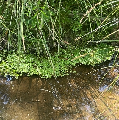 Callitriche stagnalis (Common Starwort) at Harolds Cross, NSW - 3 Dec 2025 by JaneR