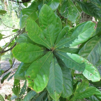 Ristantia pachysperma at Edge Hill, QLD - 28 Apr 2015 by JasonPStewart