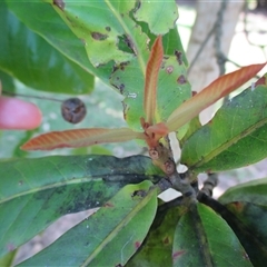 Ristantia pachysperma at Edge Hill, QLD - 28 Apr 2015 12:23 PM