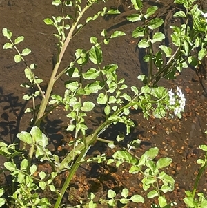 Rorippa nasturtium-aquaticum (Watercress) at Harolds Cross, NSW - Yesterday by JaneR