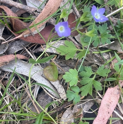 Veronica gracilis at Harolds Cross, NSW - 3 Dec 2025 by JaneR
