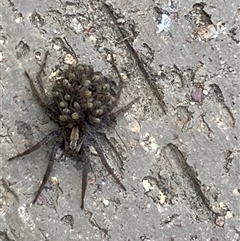 Lycosidae (family) (Wolf spider) at Theodore, ACT - 2 Dec 2025 by Cardy