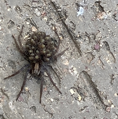 Lycosidae (family) (Wolf spider) at Theodore, ACT - 2 Dec 2025 by Cardy